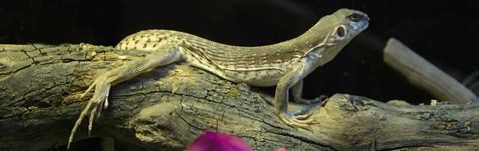 lizard
